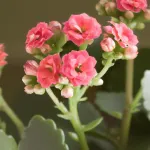 Kwiat Kalanchoe: Jak dbać, by cieszyć się pięknem tego doniczkowego skarbu