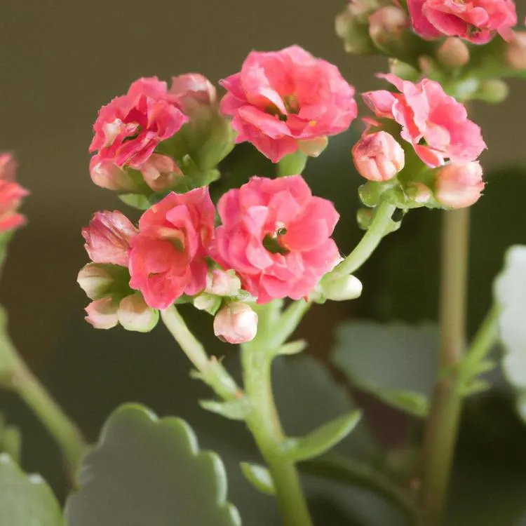 Kwiat Kalanchoe: Jak dbać, by cieszyć się pięknem tego doniczkowego skarbu