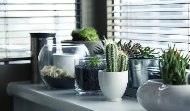 Grow Box: Łatwa uprawa roślin w kontrolowanych warunkach