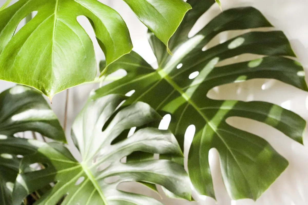 Monstera – królowa nowoczesnych aranżacji wnętrz