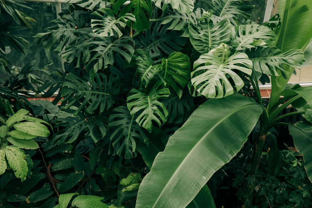 Monstera – królowa nowoczesnych aranżacji wnętrz
