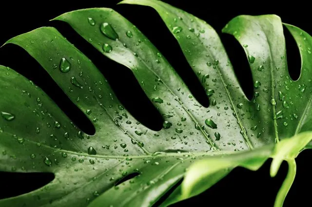 Monstera – królowa nowoczesnych aranżacji wnętrz