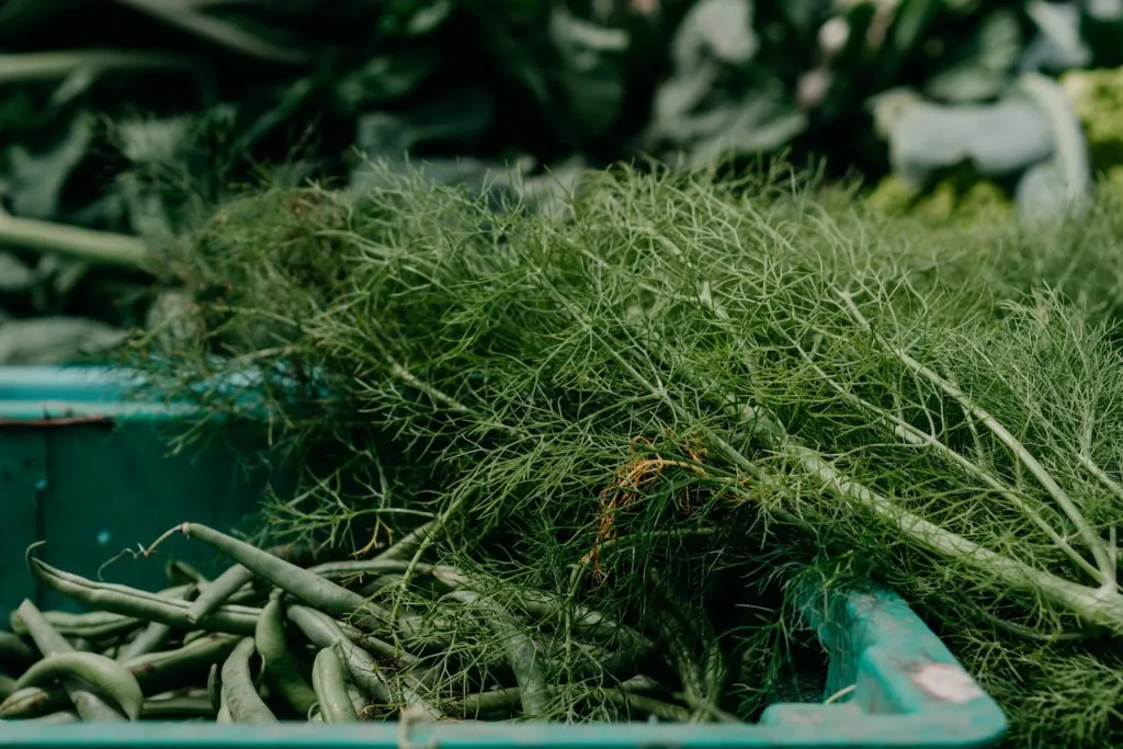 Uprawa kopru: Aromatyczna przyprawa i zioło lecznicze z ogrodu