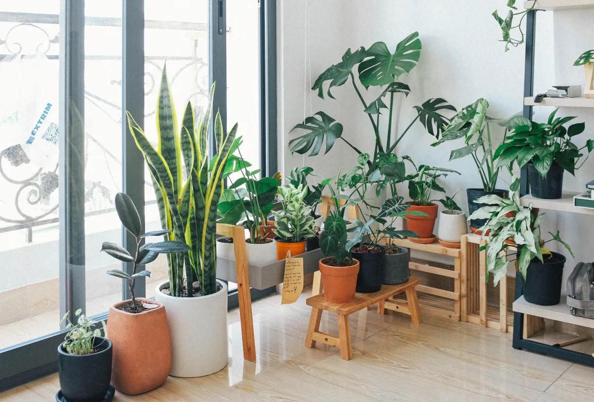 Monstera – królowa nowoczesnych aranżacji wnętrz